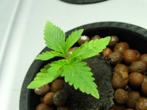 Colloidal Silver Is The Best Method To Feminize A Seed