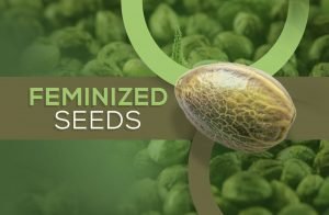 What Are Feminized Seeds?