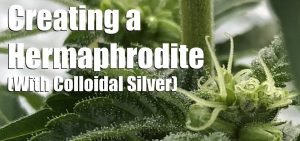 Colloidal Silver for Plants