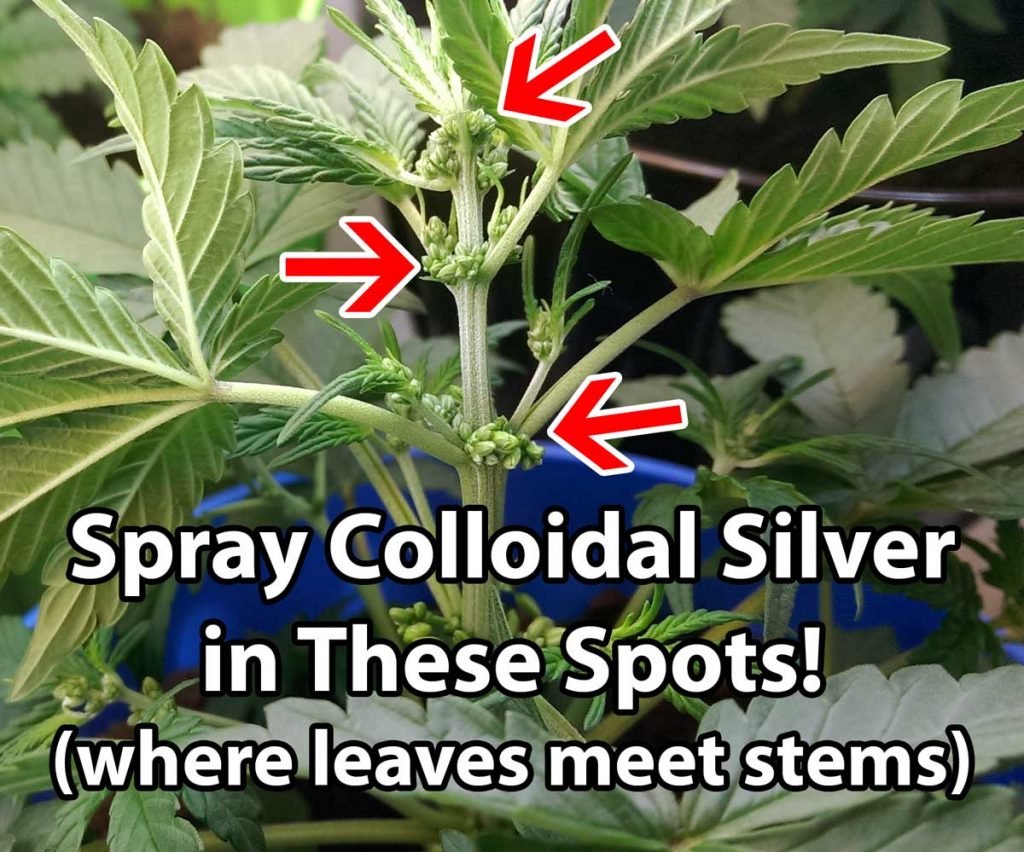Colloidal Silver For Plants